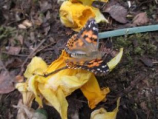 Primary Two Released their butterflies into the Science Garden this morning.