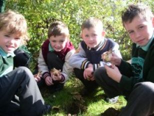 Spring Bulb planting P4-P7