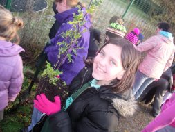 P6 Hedge planting